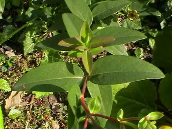 Creeping St. John's Wort, Aaron's B (Hypericum Calycinum) — John's Wort thrives in USDA Hardiness Zones 5 to 10