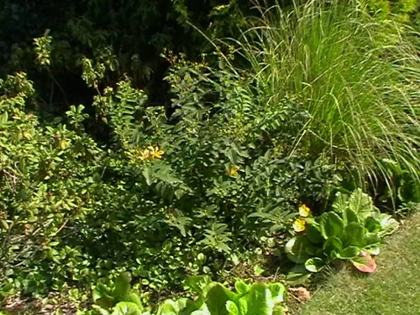 Creeping St. John's Wort, Aaron's B (Hypericum Calycinum) — ground cover for full or half or shade