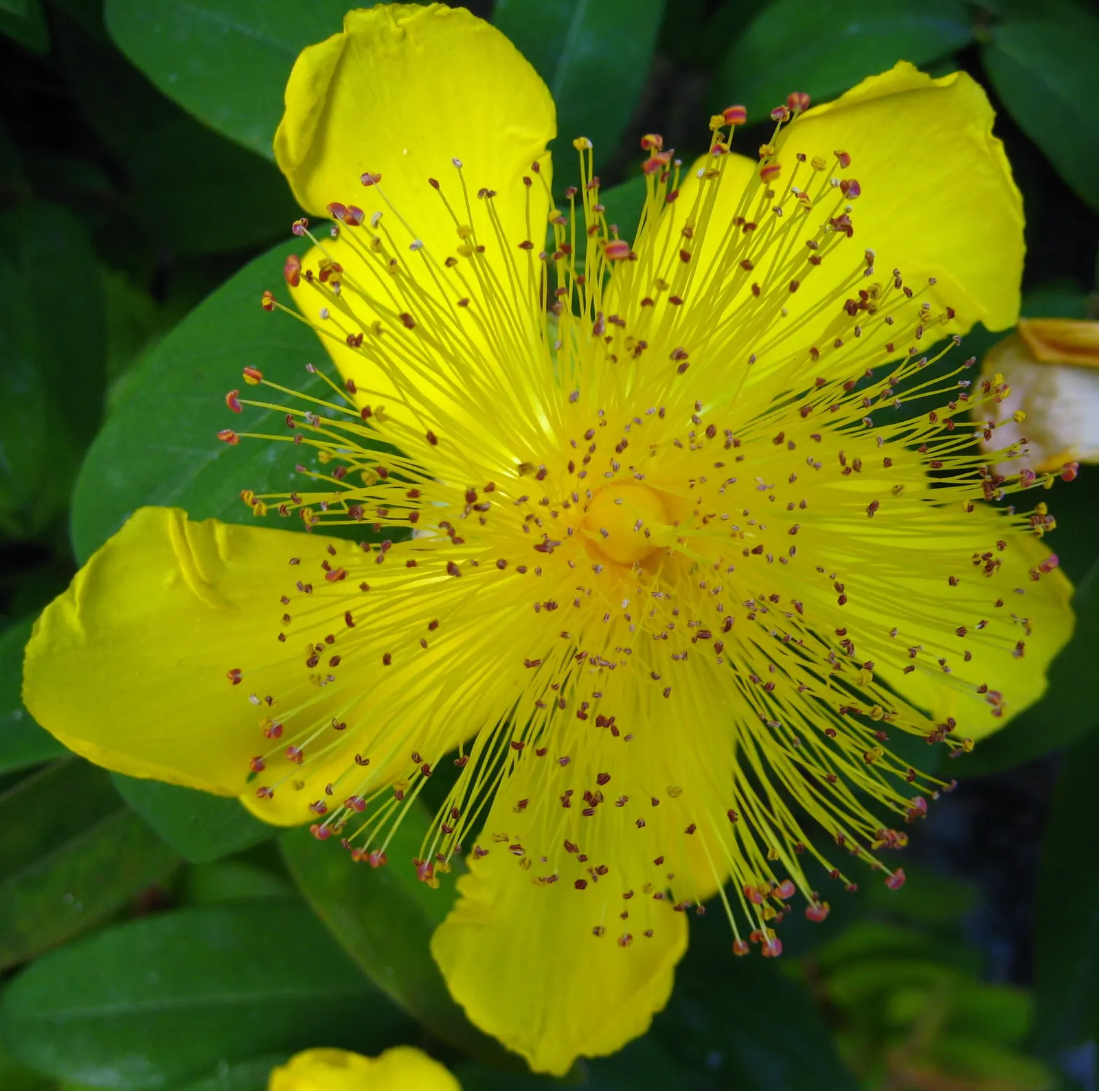 Creeping St. John's Wort, Aaron's B (Hypericum Calycinum) — reaching widths of 18-24 inches.<br><br>Creeping St; ground cover for full or half or shade