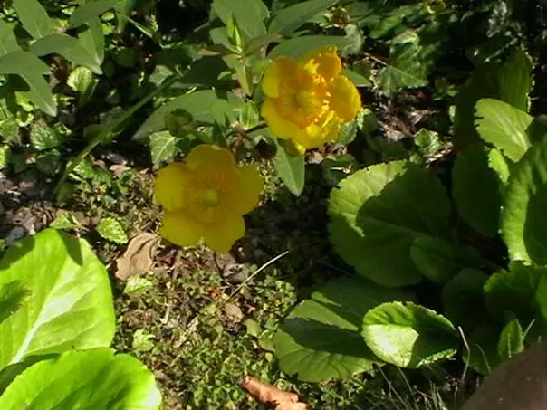 Creeping St. John's Wort, Aaron's B (Hypericum Calycinum) — ground cover for full or half or shade; hypericum calycinum is known to be resistant to, image 66