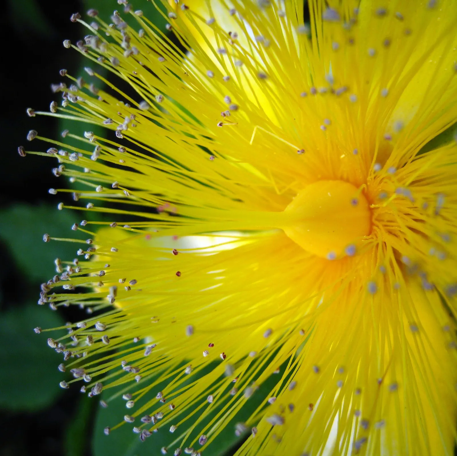 Creeping St. John's Wort, Aaron's B (Hypericum Calycinum) — Thrives in zones 5-9, preferring partial shade to full sun; each bloom measuring up to, image 49