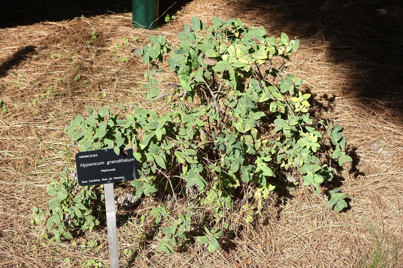 Creeping St. John's Wort, Aaron's B (Hypericum Calycinum) — Glossy, dark green leaves complement radiant, yellow flowers blooming summer through fall