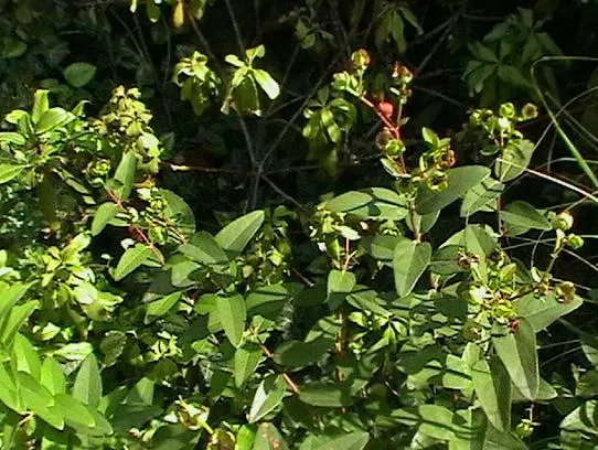 Creeping St. John's Wort, Aaron's B (Hypericum Calycinum) — Tolerates a range of soils but excels in well-drained conditions; although it can tolerate