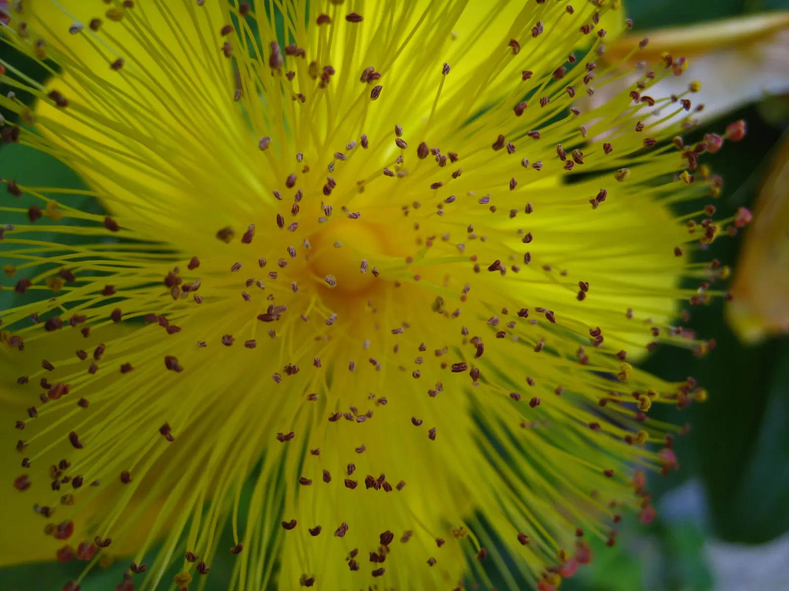 Creeping St. John's Wort, Aaron's B (Hypericum Calycinum) — John's Wort or Aaron's Beard; yellow flowers that are reminiscent of a burst of sunshine