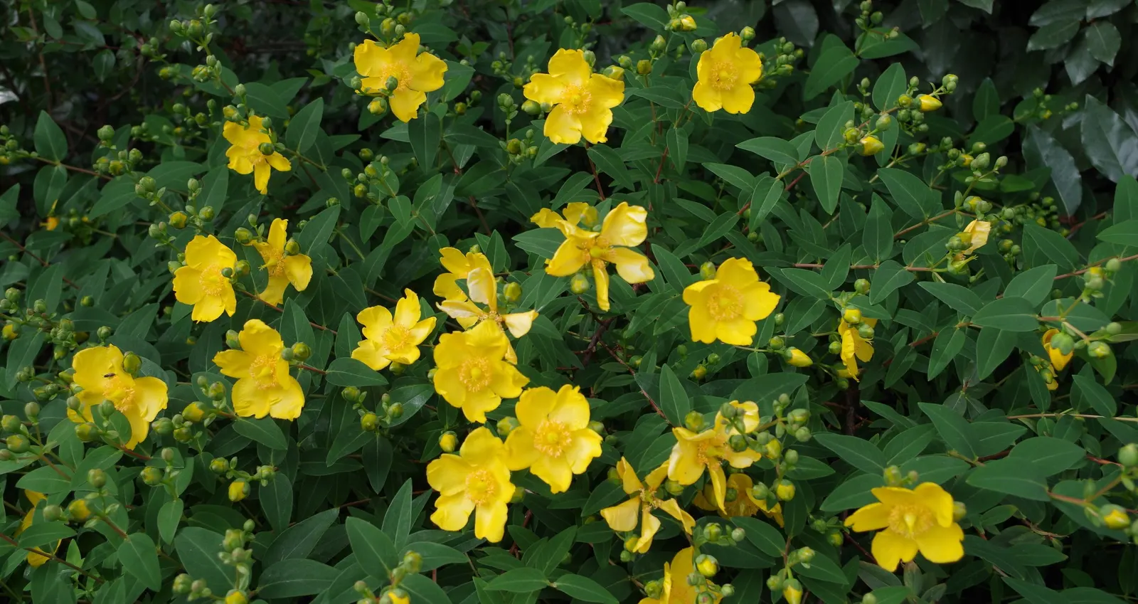 Creeping St. John's Wort, Aaron's B (Hypericum Calycinum) — reaching widths of 18-24 inches.<br><br>Creeping St
