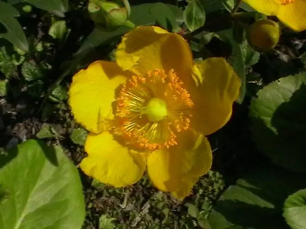 Creeping St. John's Wort, Aaron's B (Hypericum Calycinum) — which form an evergreen mat about 12-18 inches tall and can spread expansively, image 56