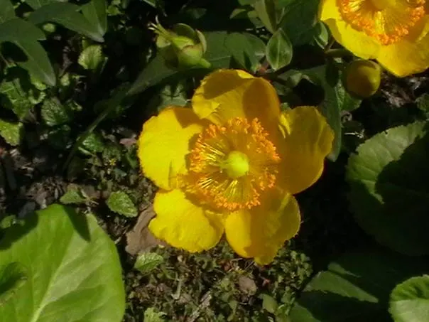 Creeping St. John's Wort, Aaron's B (Hypericum Calycinum) — each bloom measuring up to 3 inches across; hypericum calycinum, or Creeping St, image 54