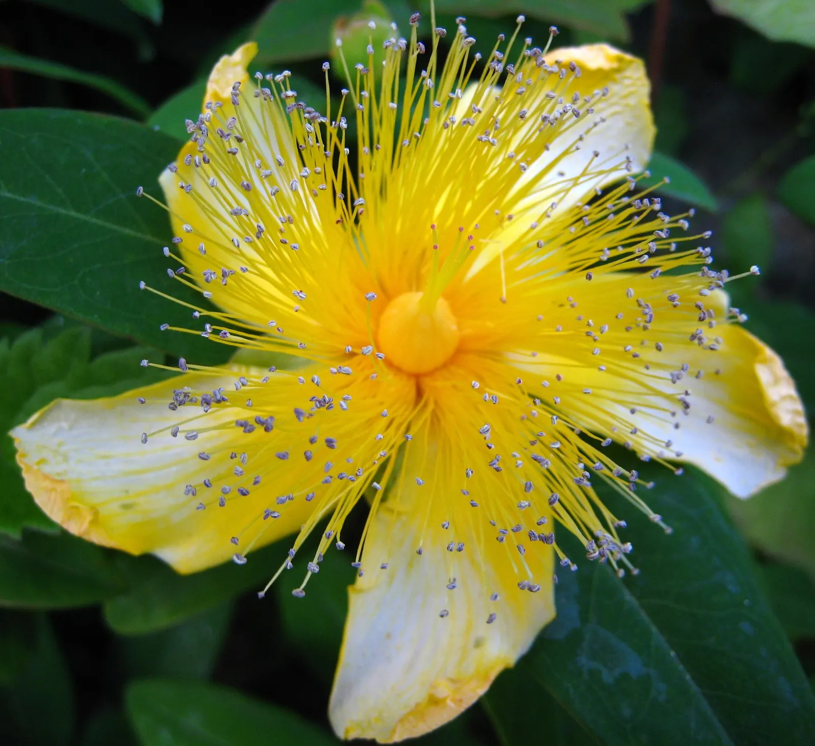 Creeping St. John's Wort, Aaron's B (Hypericum Calycinum) — ground cover for full or half or shade; hypericum calycinum is known to be resistant to deer