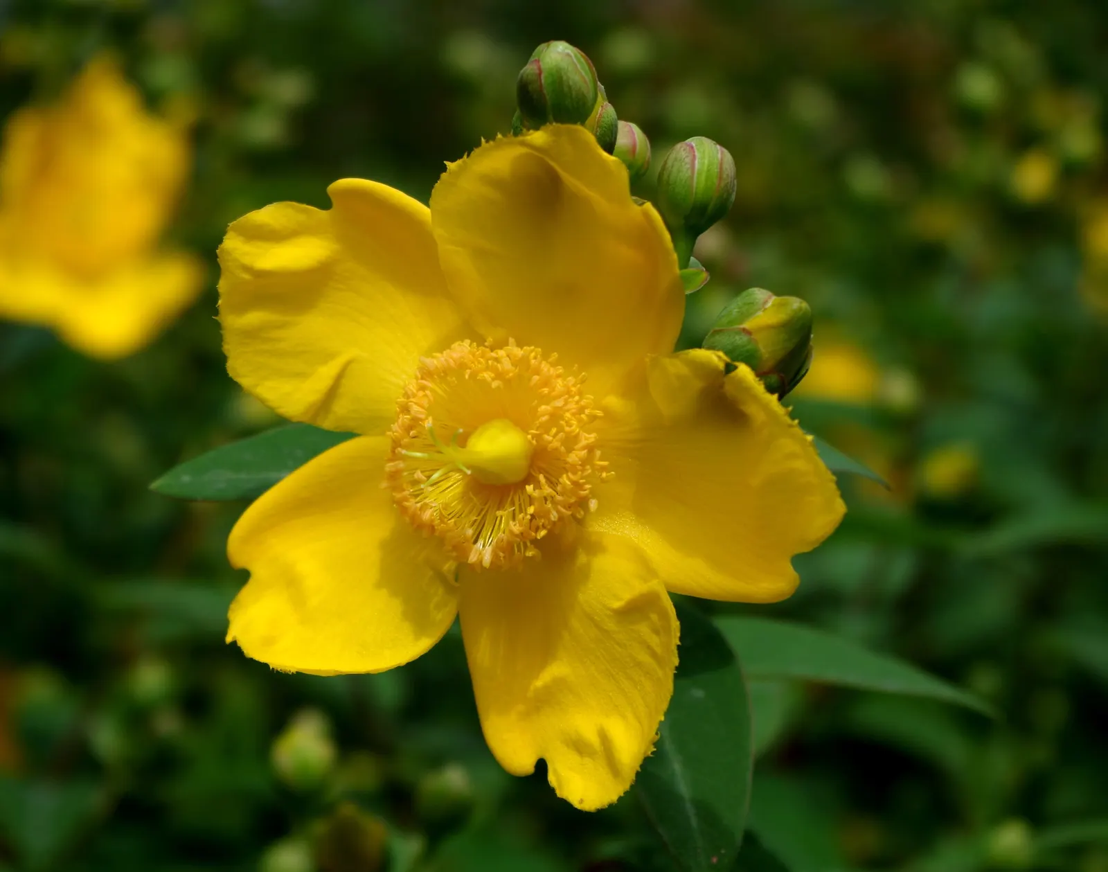 Creeping St. John's Wort, Aaron's B (Hypericum Calycinum) — each bloom measuring up to 3 inches across