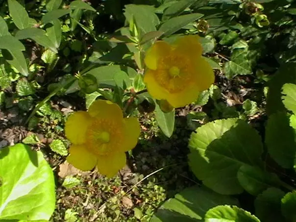 Creeping St. John's Wort, Aaron's B (Hypericum Calycinum) — although it can tolerate occasional dry spells once established; tolerates a range of, image 61
