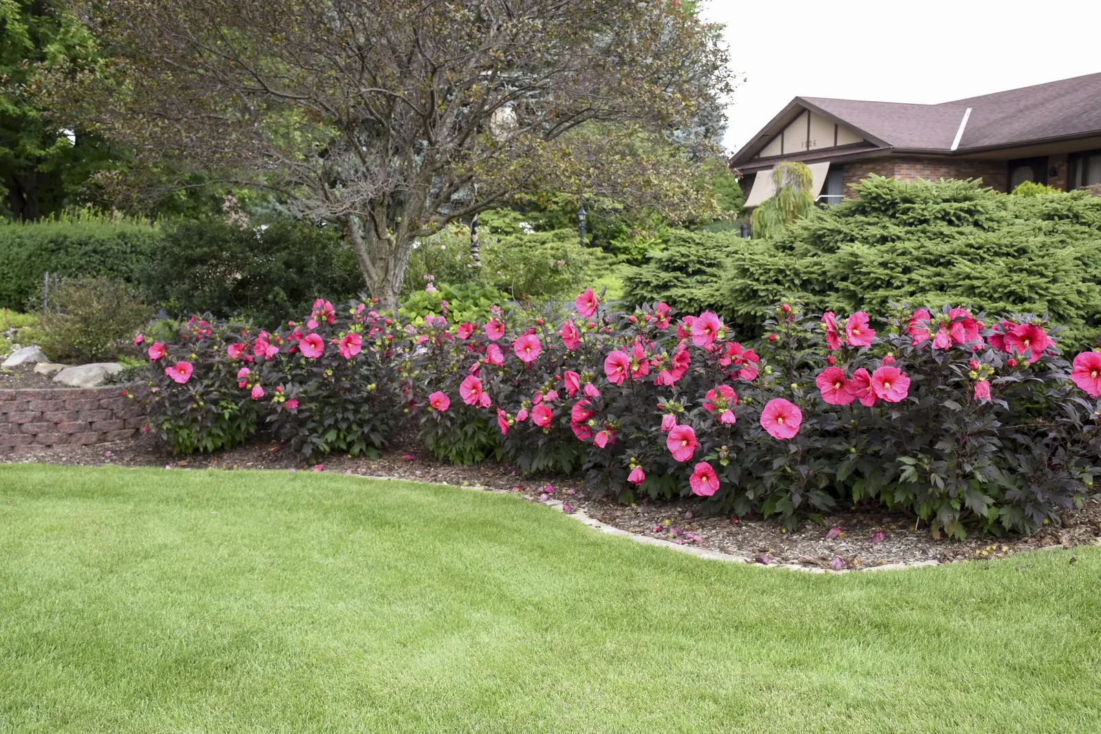 'Evening Rose' Rose Mallow (Hibiscus hybrid) — This Proven Winners® perennial grows up to 48 inches tall and 54-60 inches wide
