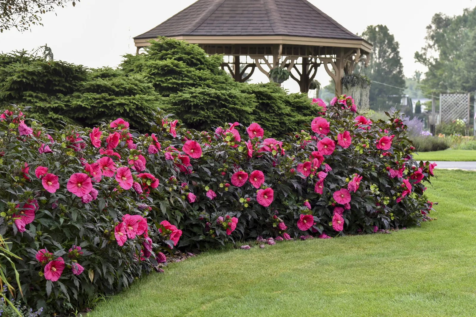 'Evening Rose' Rose Mallow (Hibiscus hybrid) — Plant in part sun to full sun with moist