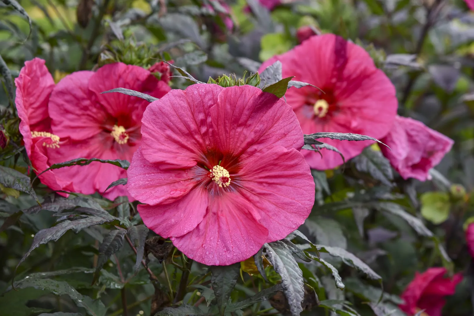 'Evening Rose' Rose Mallow (Hibiscus hybrid) — well-drained soil and average water