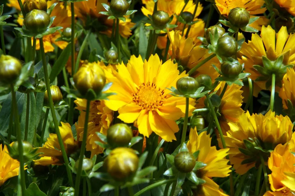 Jethro Tull Tickseed (Coreopsis 'Jethro Tull') — Coreopsis 'Jethro Tull' is a vibrant perennial known for its bright