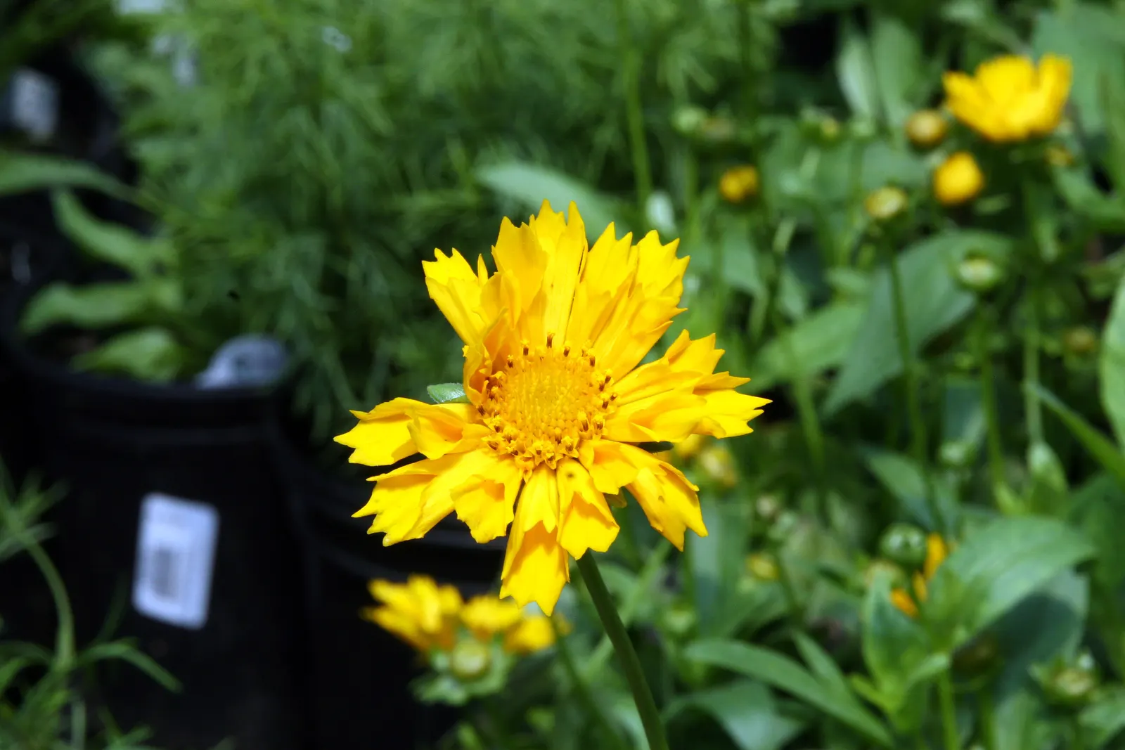 Jethro Tull Tickseed (Coreopsis 'Jethro Tull') — Achieving a mature size of about 18 inches in height and width