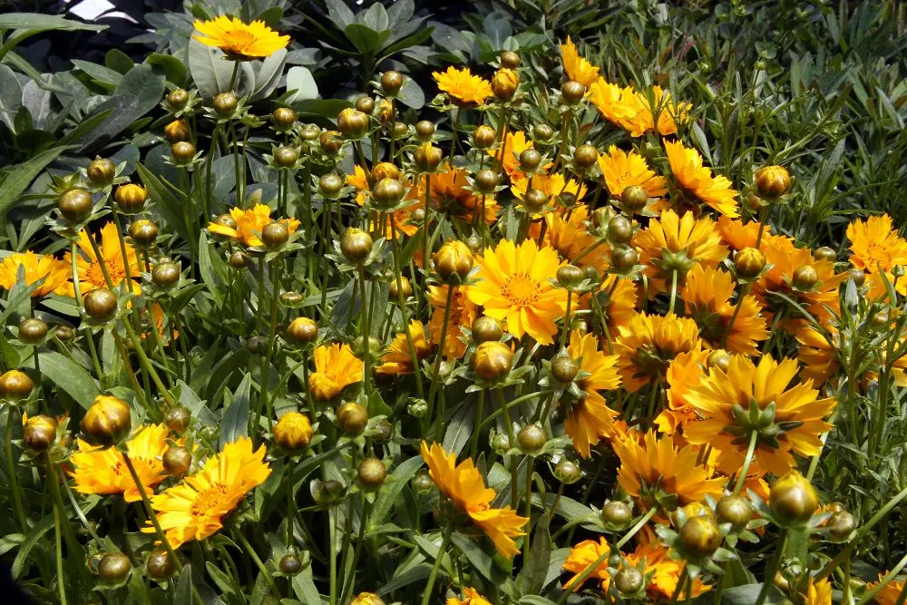 Jethro Tull Tickseed (Coreopsis 'Jethro Tull') — golden-yellow flowers with fluted petals that bloom profusely from late spring to early fall