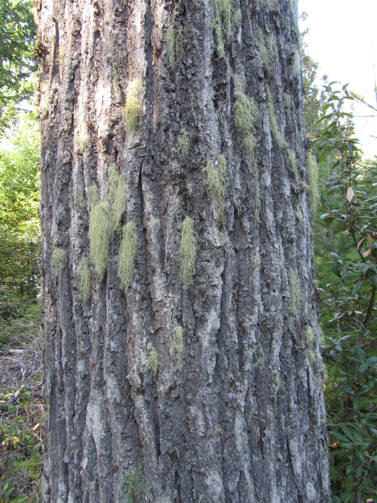 Golden Chinkapin (Chrysolepis Chrysophylla) — measuring approximately 3 to 5 inches in length