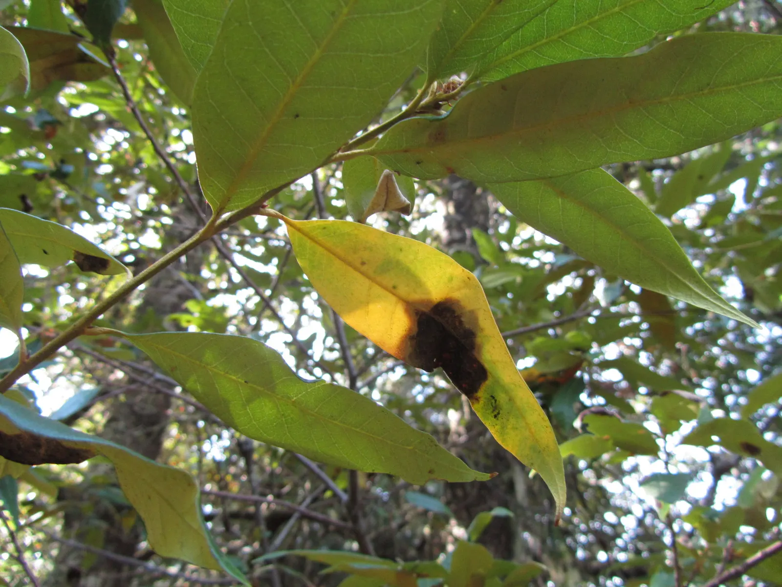 Golden Chinkapin (Chrysolepis Chrysophylla) — This slow-growing tree reaches 40 to 70 feet tall, thriving in well-drained soil