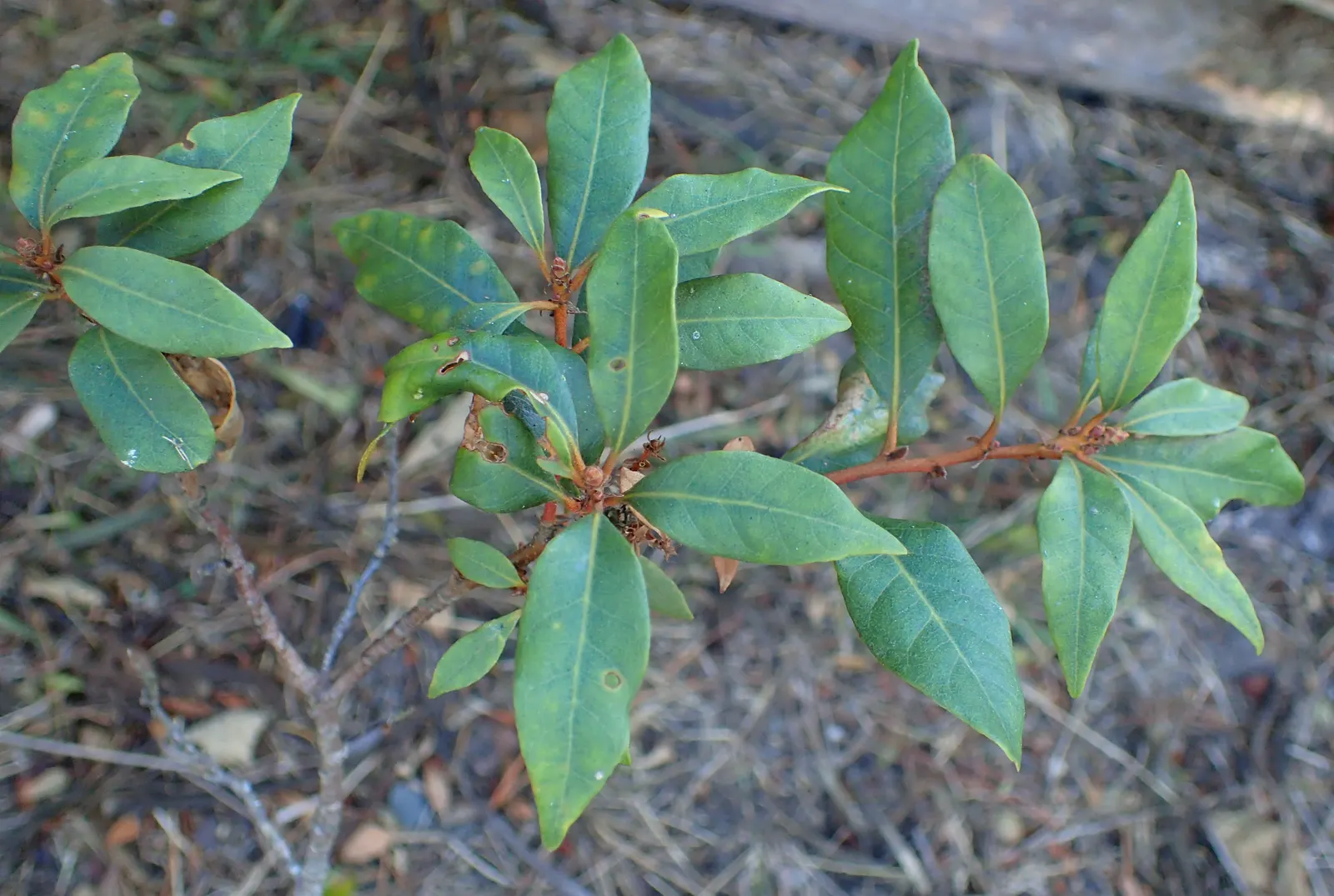 Golden Chinkapin (Chrysolepis Chrysophylla) — With its striking foliage and robust form