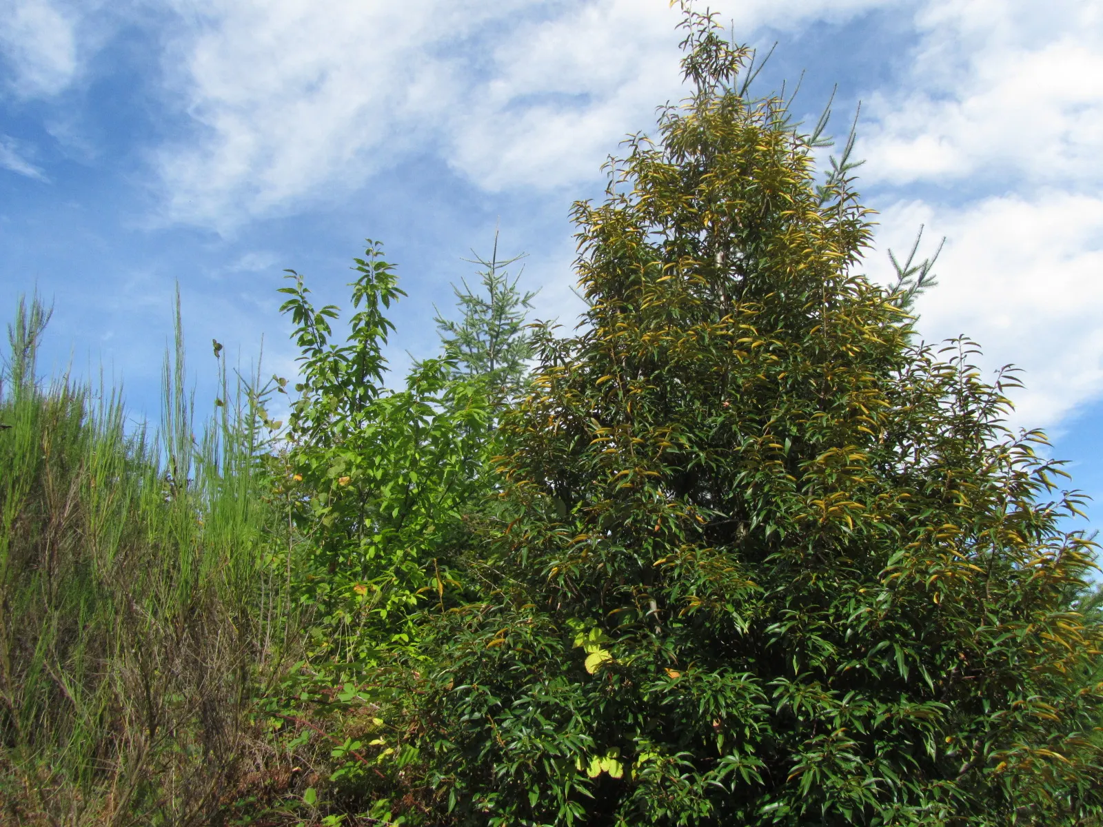 Golden Chinkapin (Chrysolepis Chrysophylla) — scientifically named Chrysolepis chrysophylla