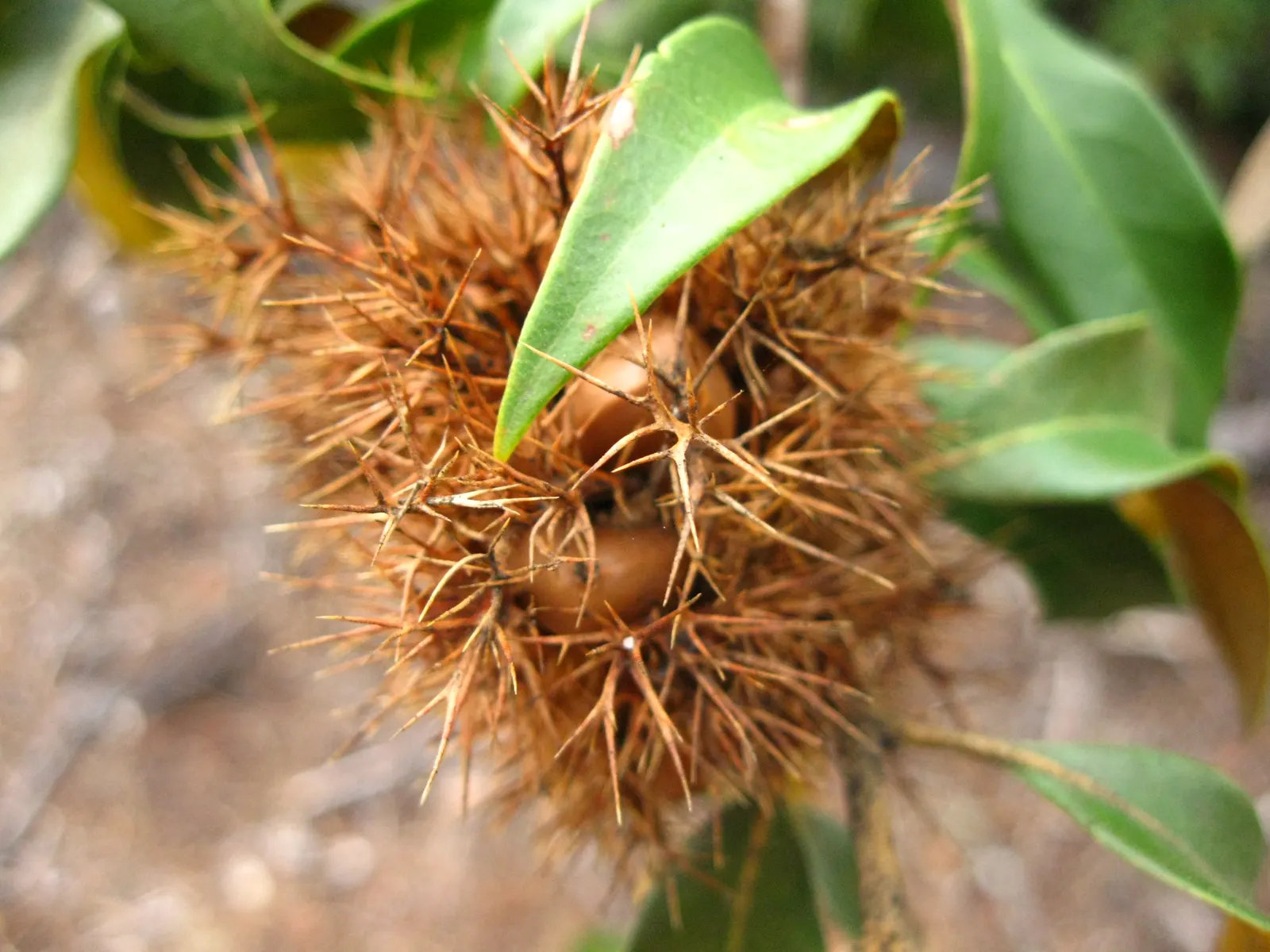 Golden Chinkapin (Chrysolepis Chrysophylla) — gold flowers in the garden