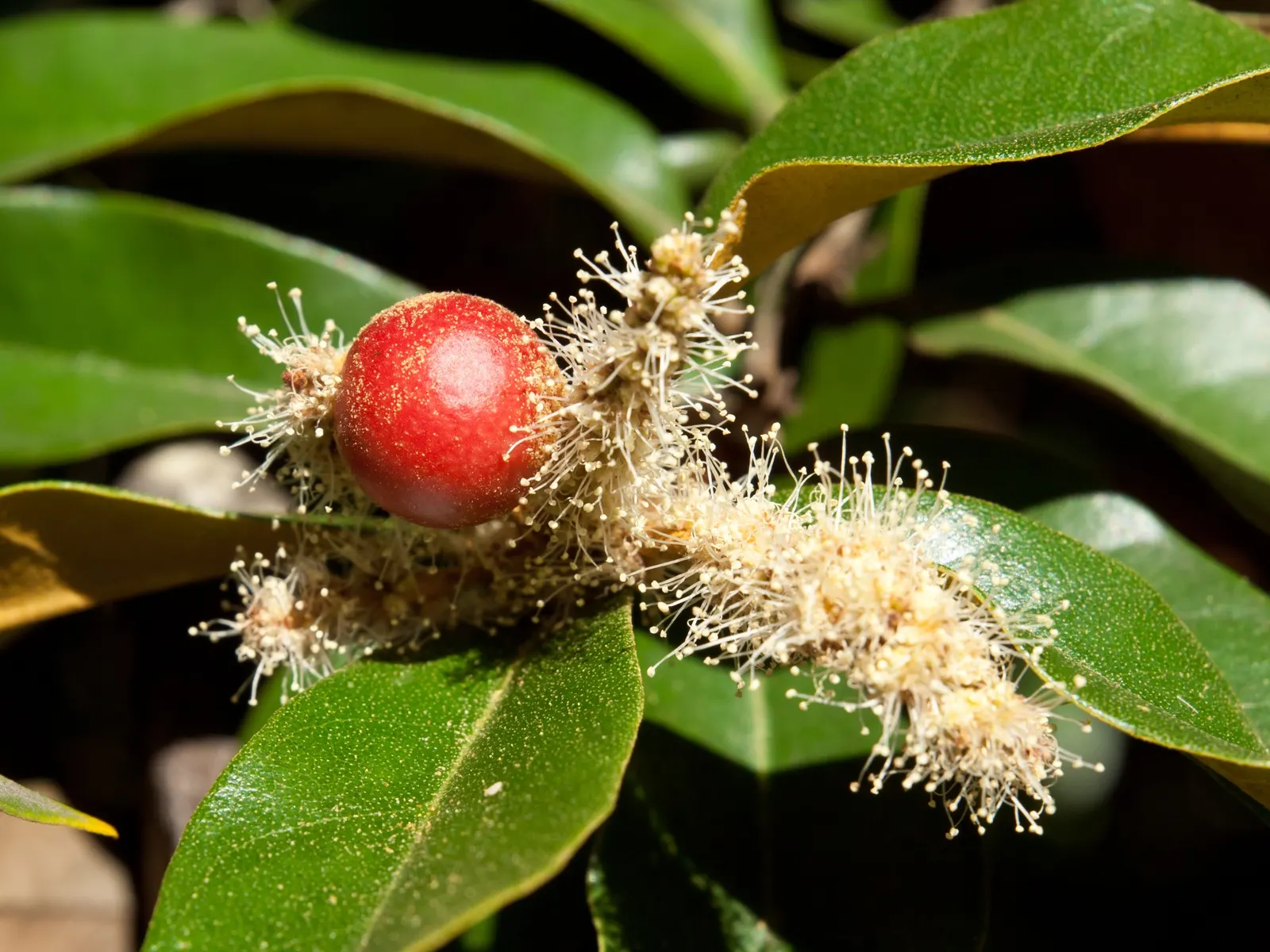 Golden Chinkapin (Chrysolepis Chrysophylla) — the Chinkapin is a stunning addition to any landscaped garden