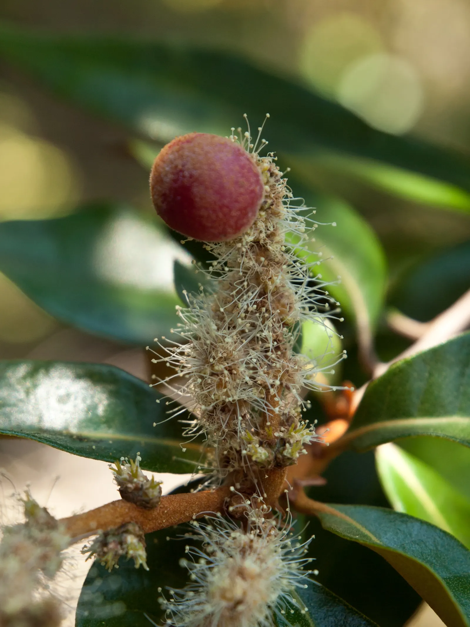 Golden Chinkapin (Chrysolepis Chrysophylla) — enduring minimal winter temperatures of 0 to 20 degrees Fahrenheit