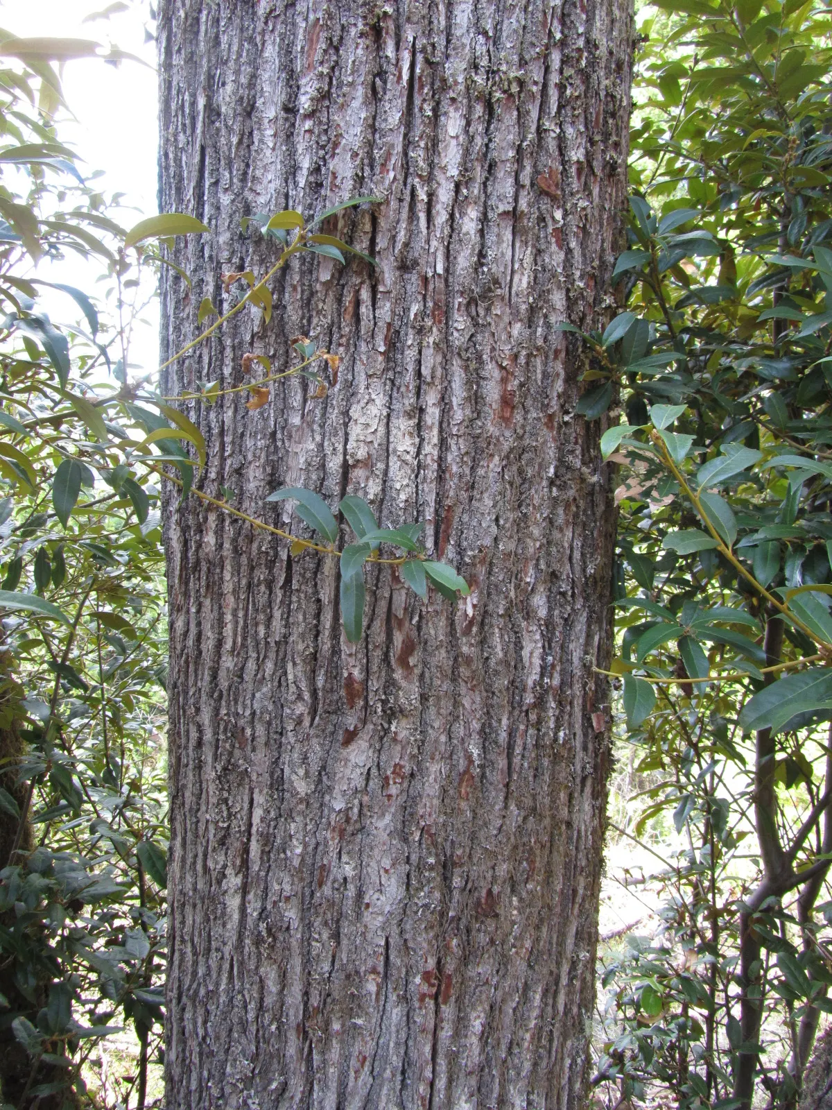 Golden Chinkapin (Chrysolepis Chrysophylla) — spiny foliage with a lustrous gold underside