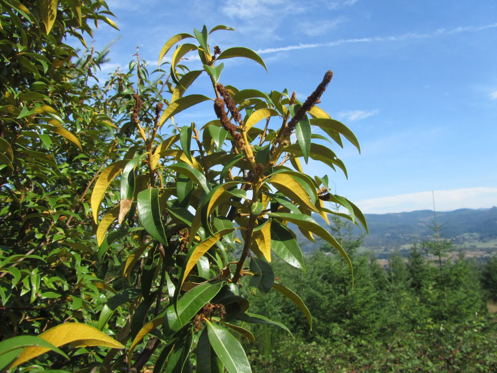 Golden Chinkapin (Chrysolepis Chrysophylla) — It produces spiky fruits and prefers partial shade to full sun