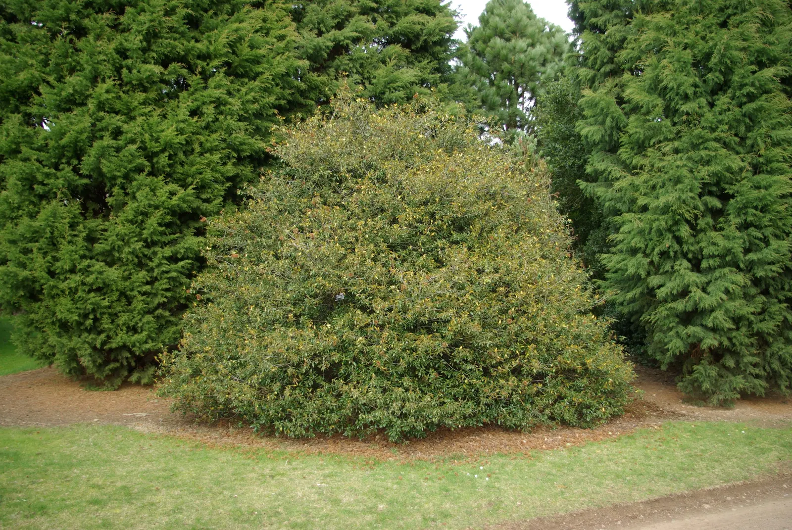 Golden Chinkapin (Chrysolepis Chrysophylla) — Golden Chinkapin (Chrysolepis chrysophylla) is an evergreen native to the Pacific Coast