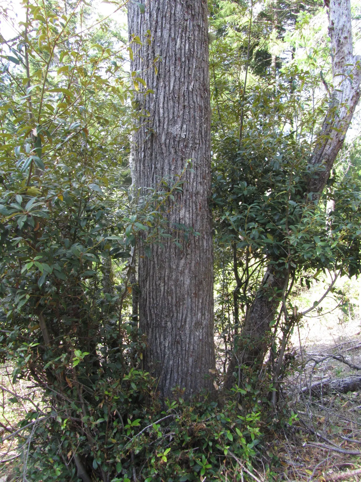 Golden Chinkapin (Chrysolepis Chrysophylla) — the Golden Chinkapin boasts a broad crown that can span 20 to 30 feet in width