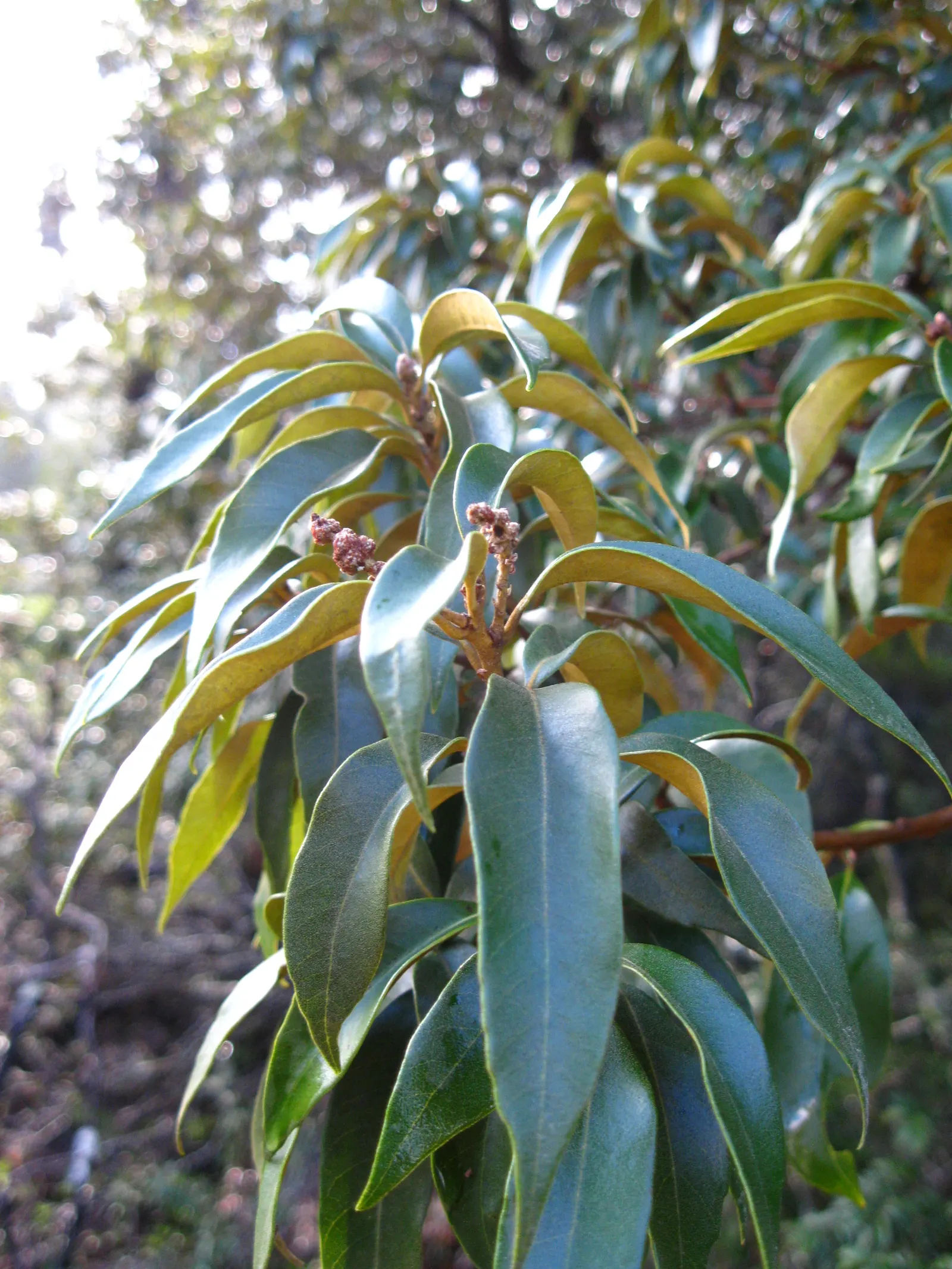 Golden Chinkapin (Chrysolepis Chrysophylla) — with the potential to reach up to 100 feet in its natural habitat