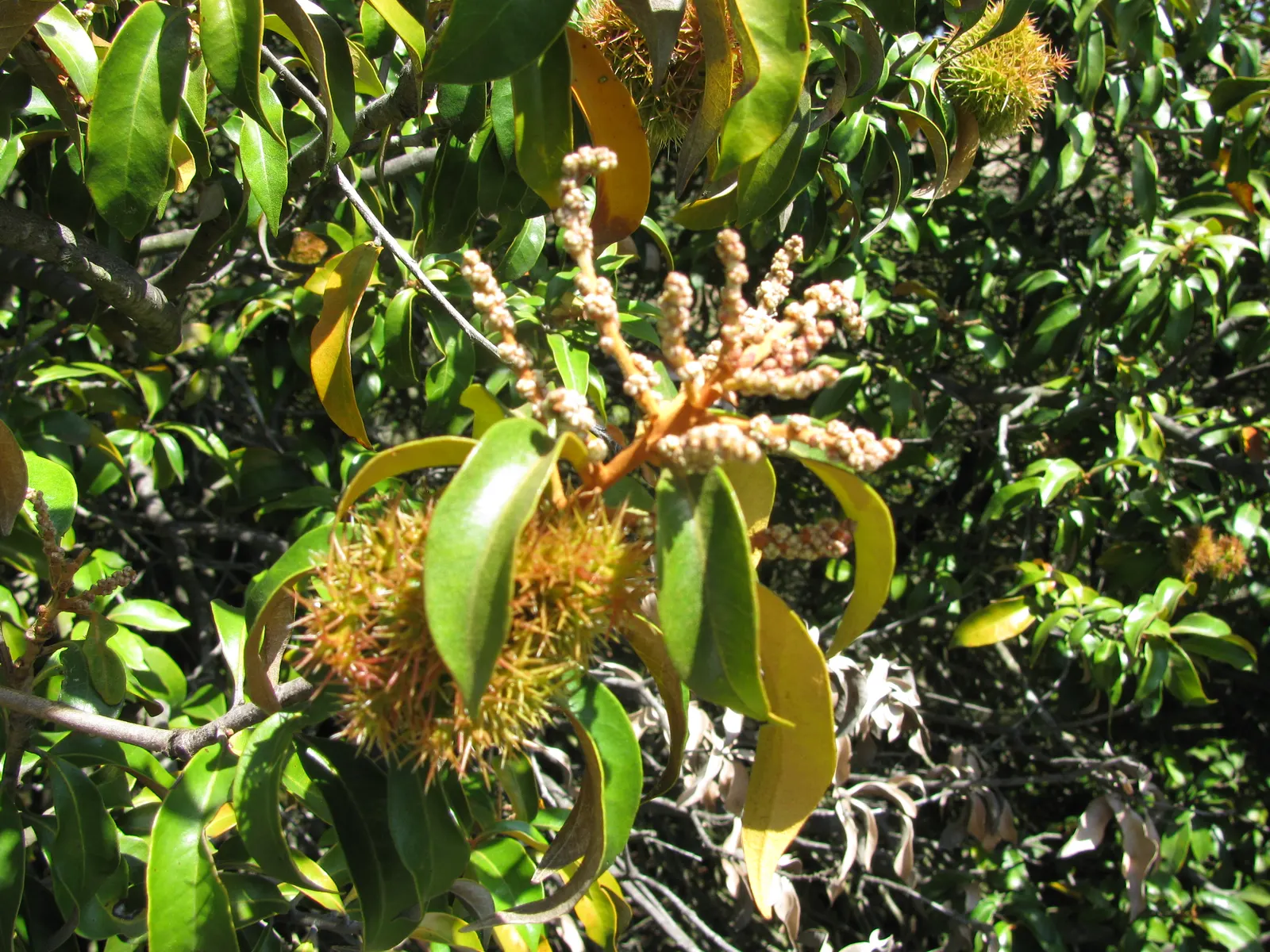 Golden Chinkapin (Chrysolepis Chrysophylla) — is an alluring evergreen tree native to the Pacific Coast of North America