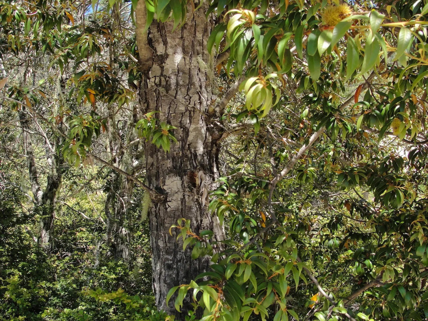 Golden Chinkapin (Chrysolepis Chrysophylla) — maturing into a deep furrowed texture over time