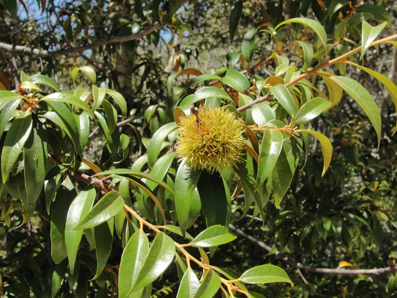 Golden Chinkapin (Chrysolepis Chrysophylla) — Ideal for adding vertical interest and year-round color in USDA zones 7 to 9