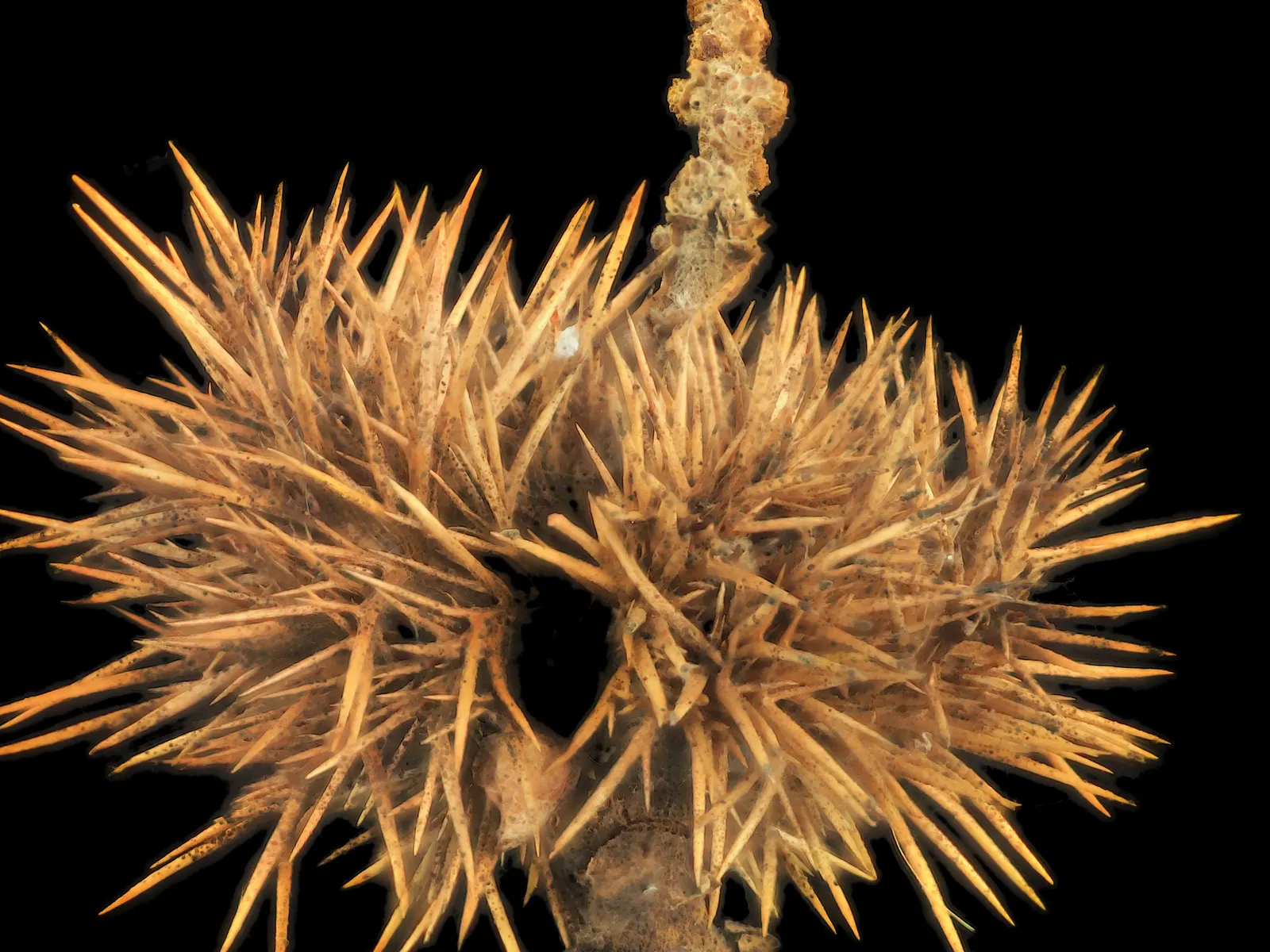 Golden Chinkapin (Chrysolepis Chrysophylla) — It performs best in USDA hardiness zones 7 through 9