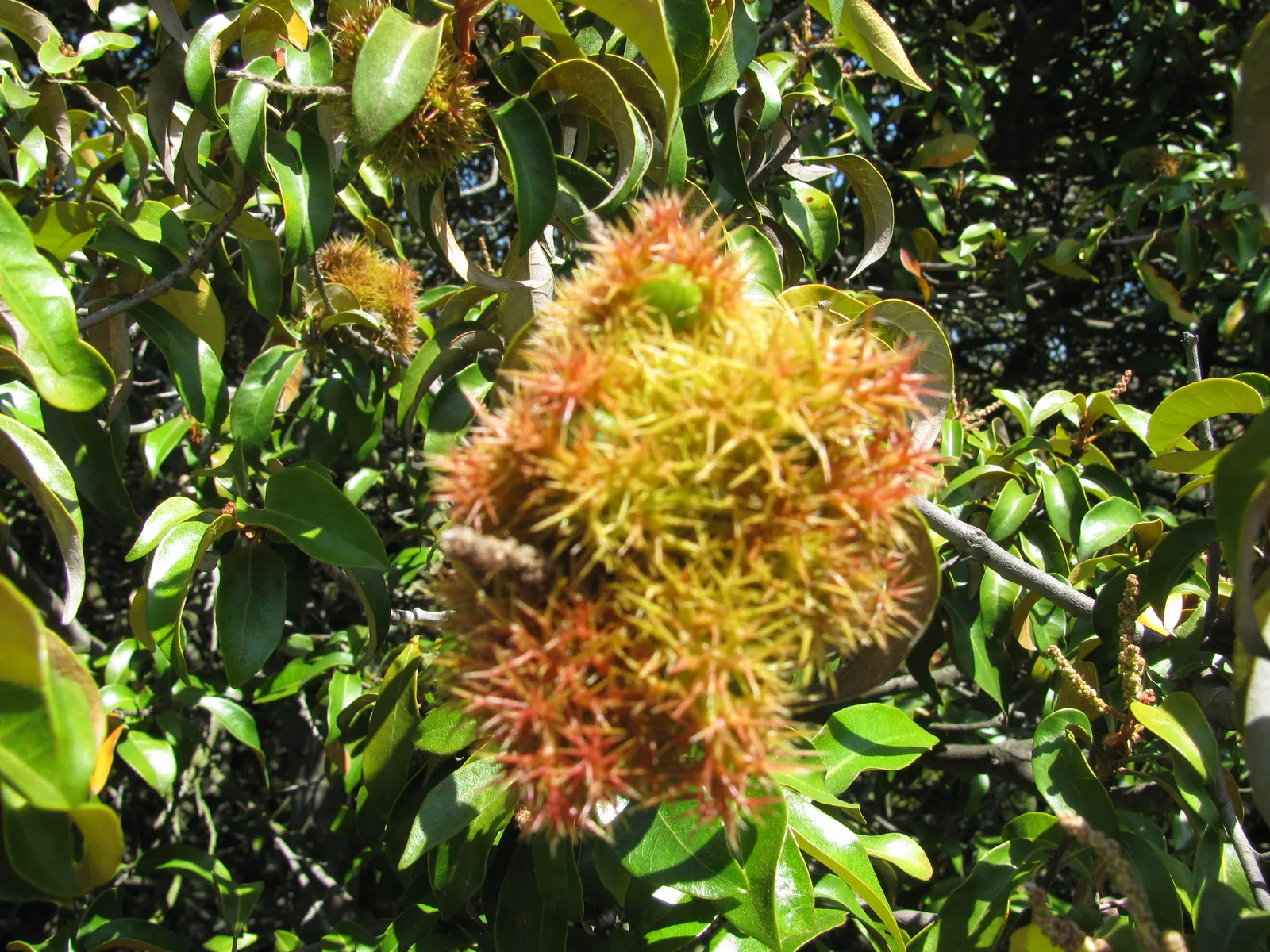 Golden Chinkapin (Chrysolepis Chrysophylla) — are distinctive for their lustrous green topside and a contrasting golden hue beneath