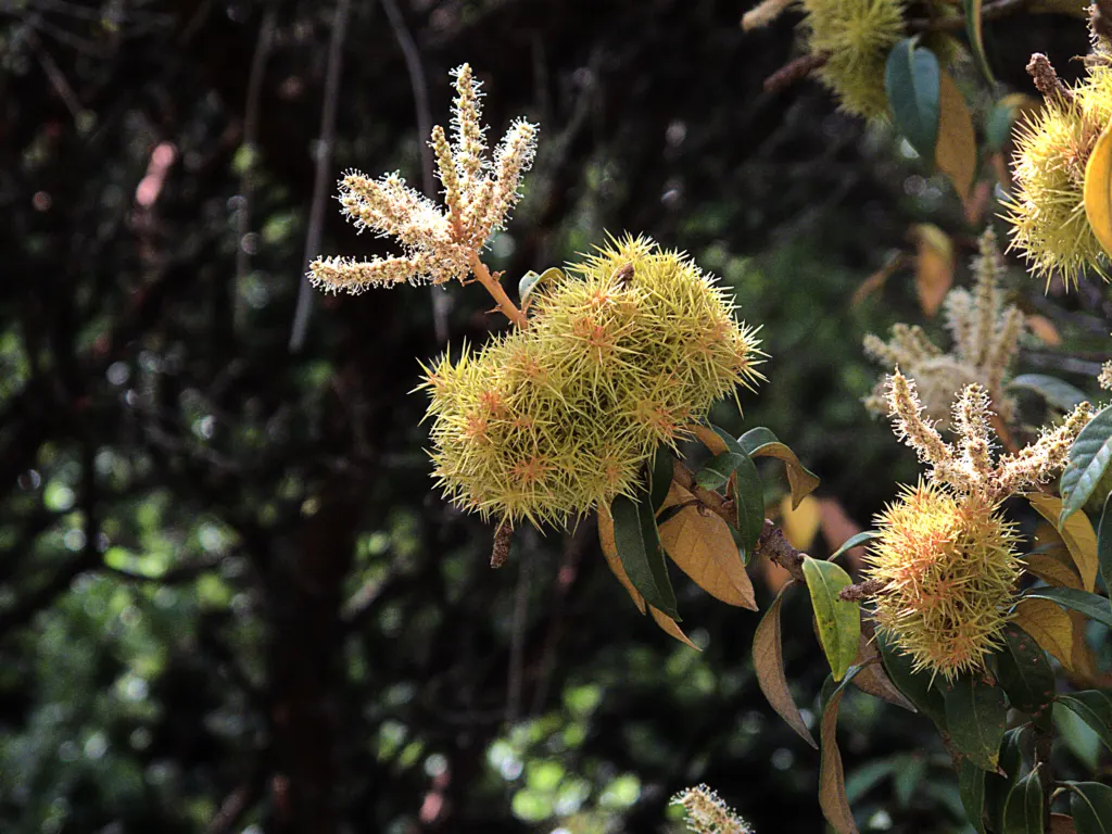 Golden Chinkapin (Chrysolepis Chrysophylla) — the Golden Chinkapin is drought tolerant once established and thrives in full sunlight to partial shade