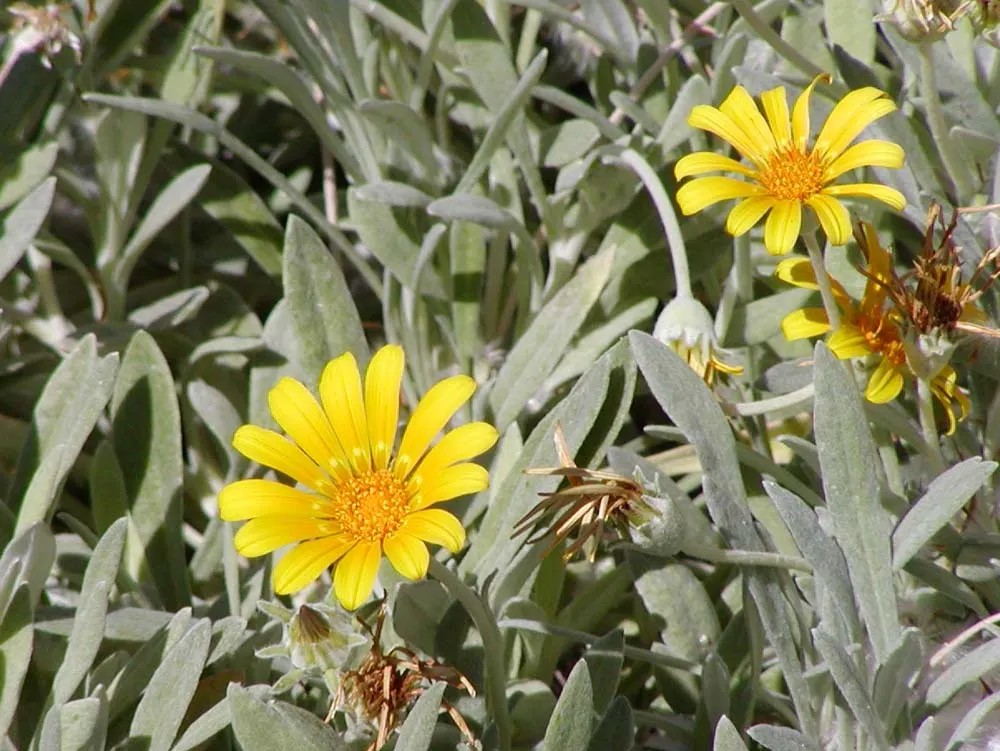 Trailing Gazania (Gazania Rigens Leucolaena) — lance-shaped leaves that are a deep green above with a silvery-white hue beneath