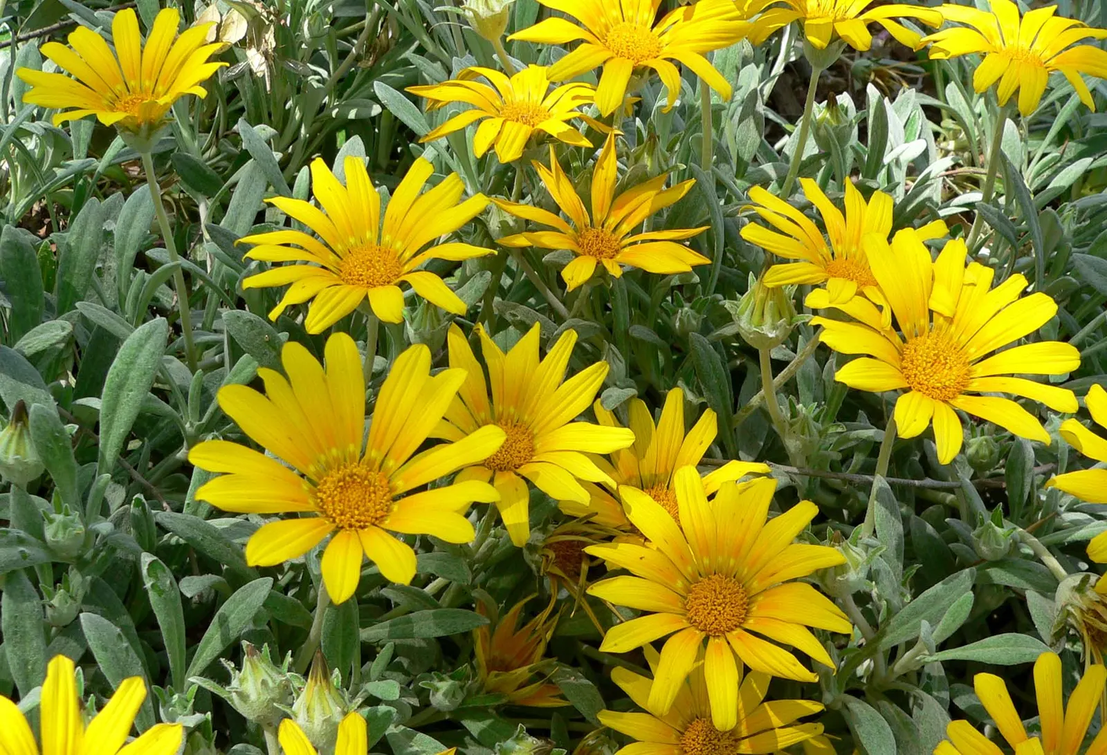 Trailing Gazania (Gazania Rigens Leucolaena) — with a low-growing habit of about 6-10 inches in height