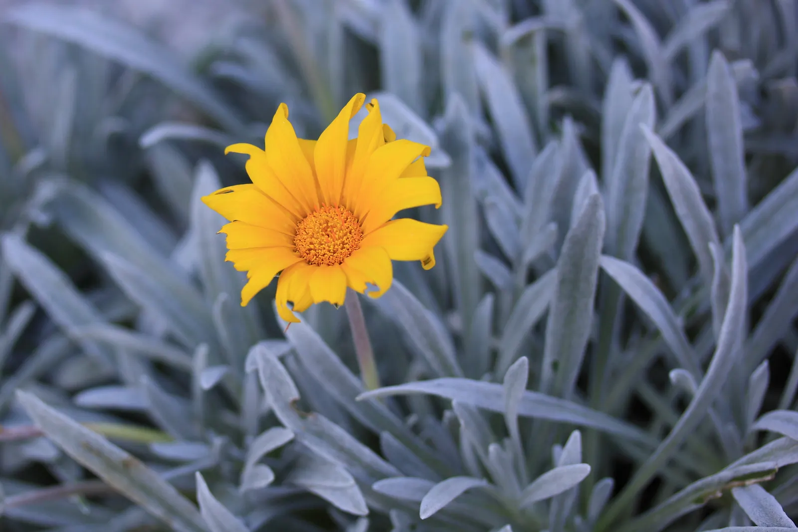 Trailing Gazania (Gazania Rigens Leucolaena) — Its trailing nature makes it an excellent choice for cascading over retaining walls