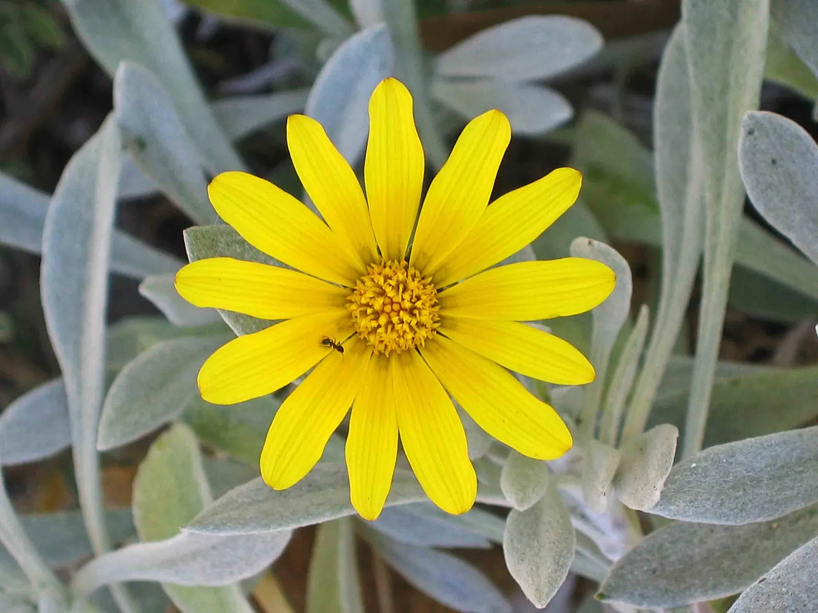 Trailing Gazania (Gazania Rigens Leucolaena) — Drought-tolerant once established, it's a low-maintenance choice for water-wise landscapes