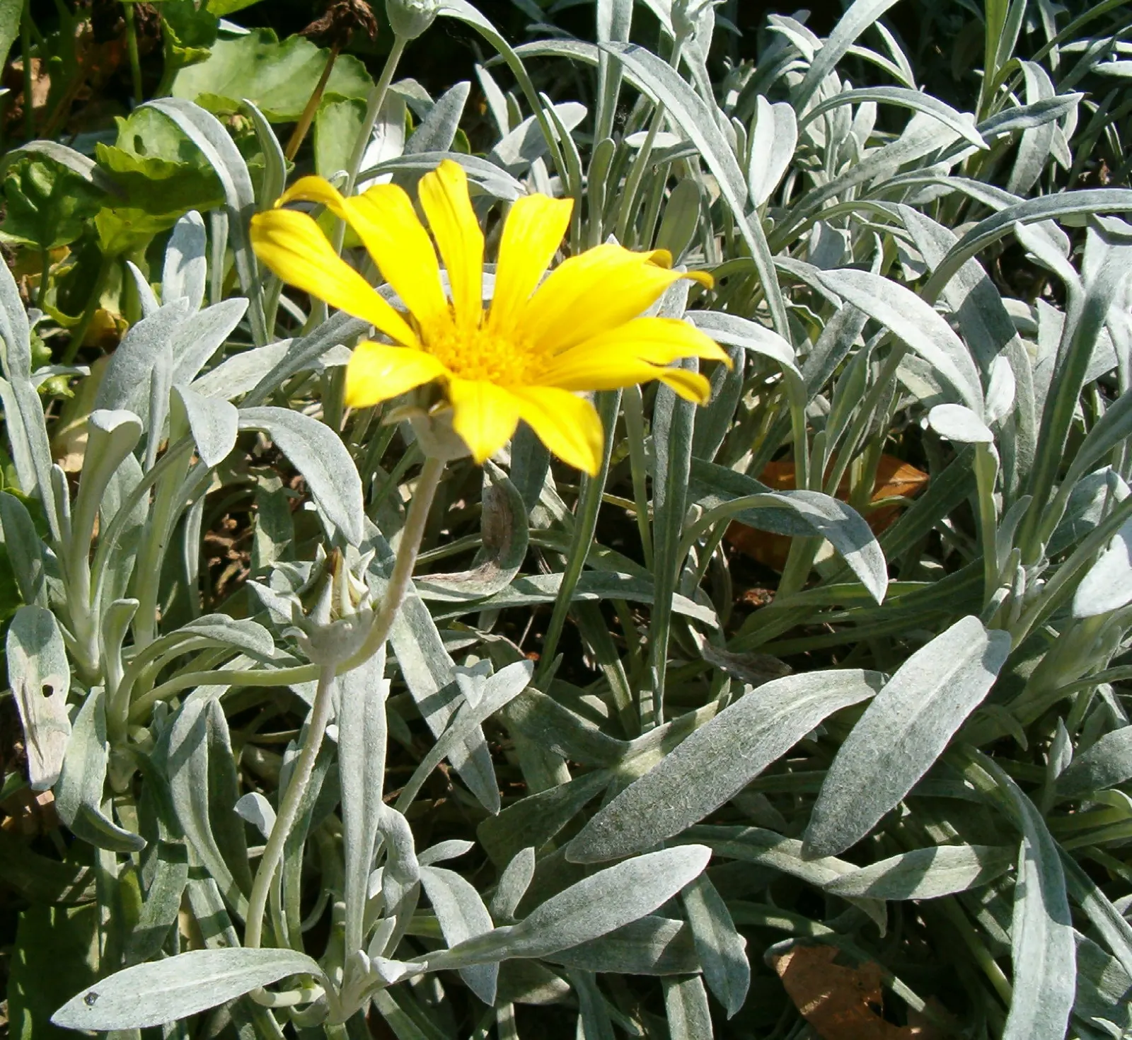 Trailing Gazania (Gazania Rigens Leucolaena) — this plant typically stretches out to 1-2 feet in width