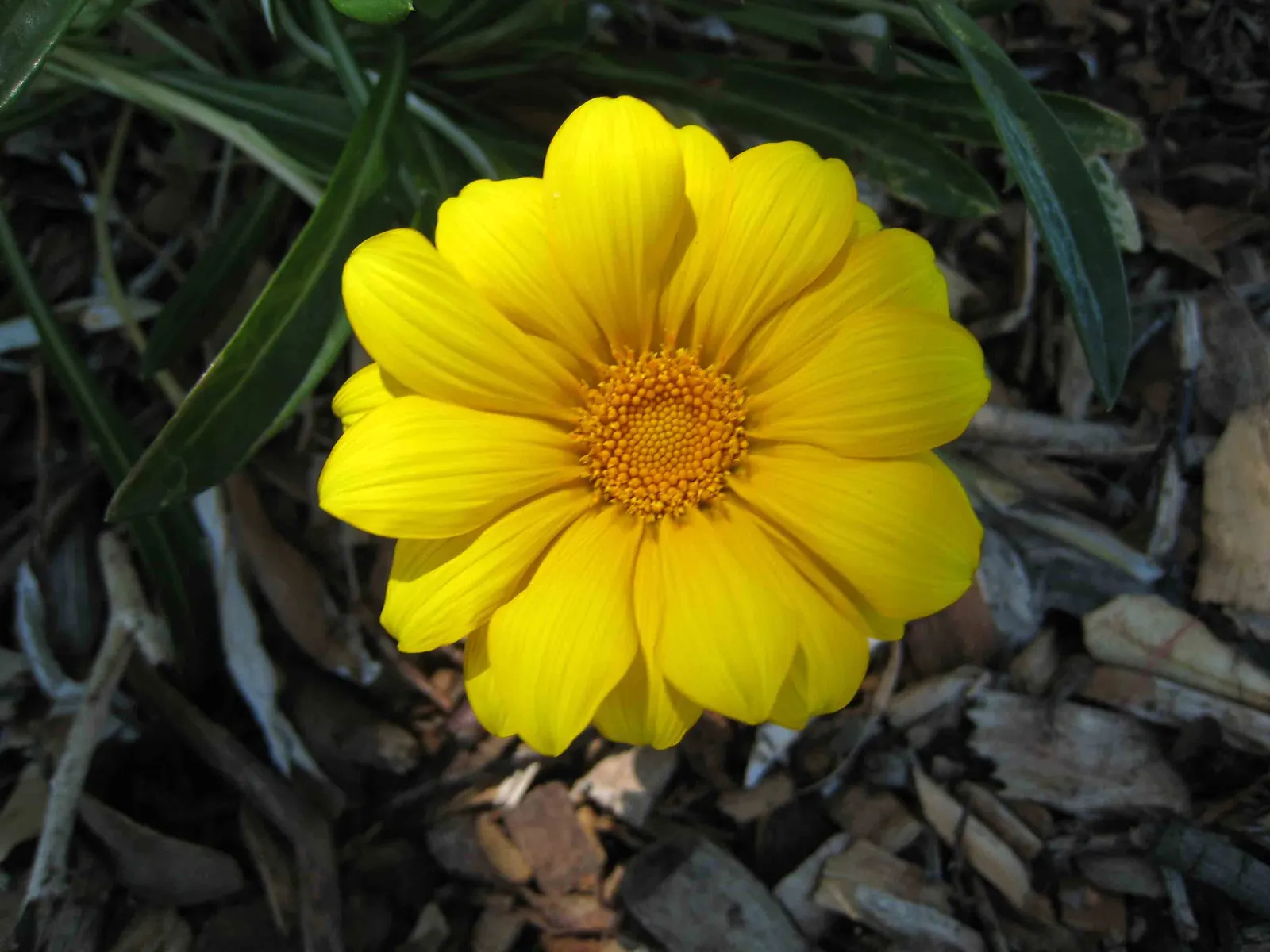 Trailing Gazania (Gazania Rigens Leucolaena) — spilling out of containers