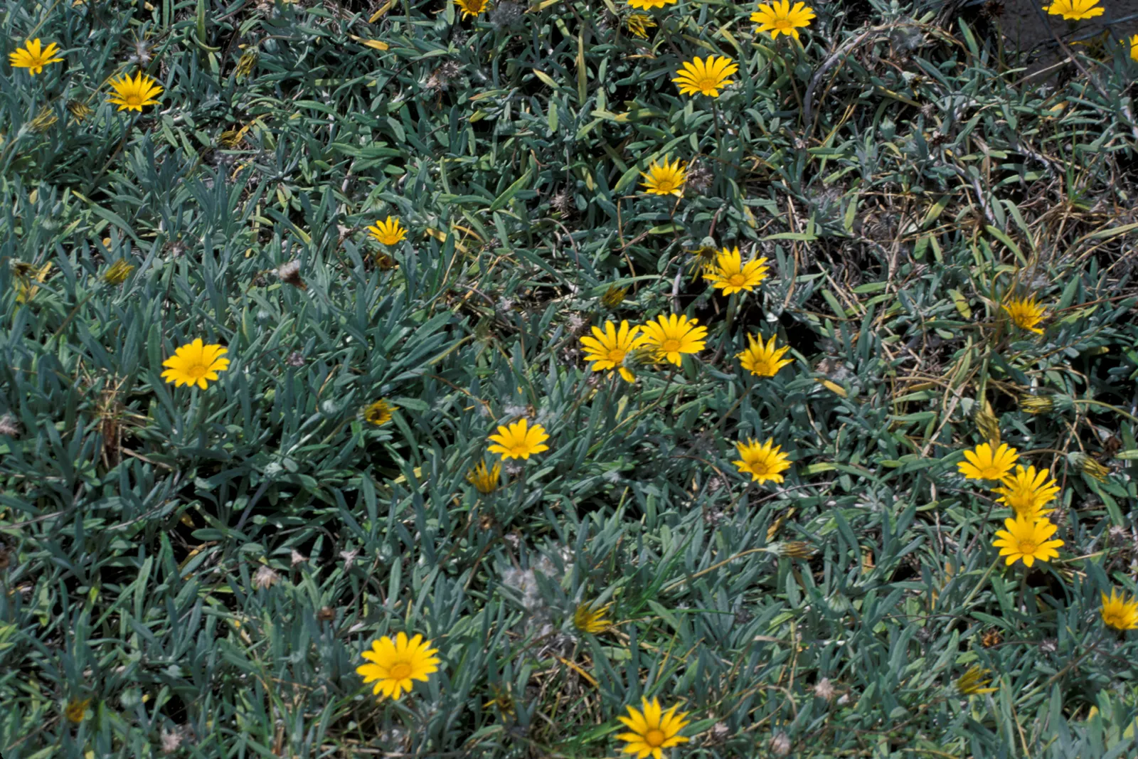 Trailing Gazania (Gazania Rigens Leucolaena) — offers a stunning display of color in any sunny garden space