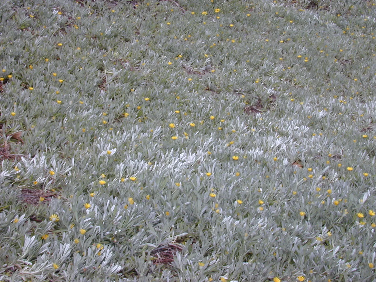 Trailing Gazania (Gazania Rigens Leucolaena) — The Trailing Gazania (Gazania rigens 'Leucolaena') is a perennial groundcover that thrives in sunny locations