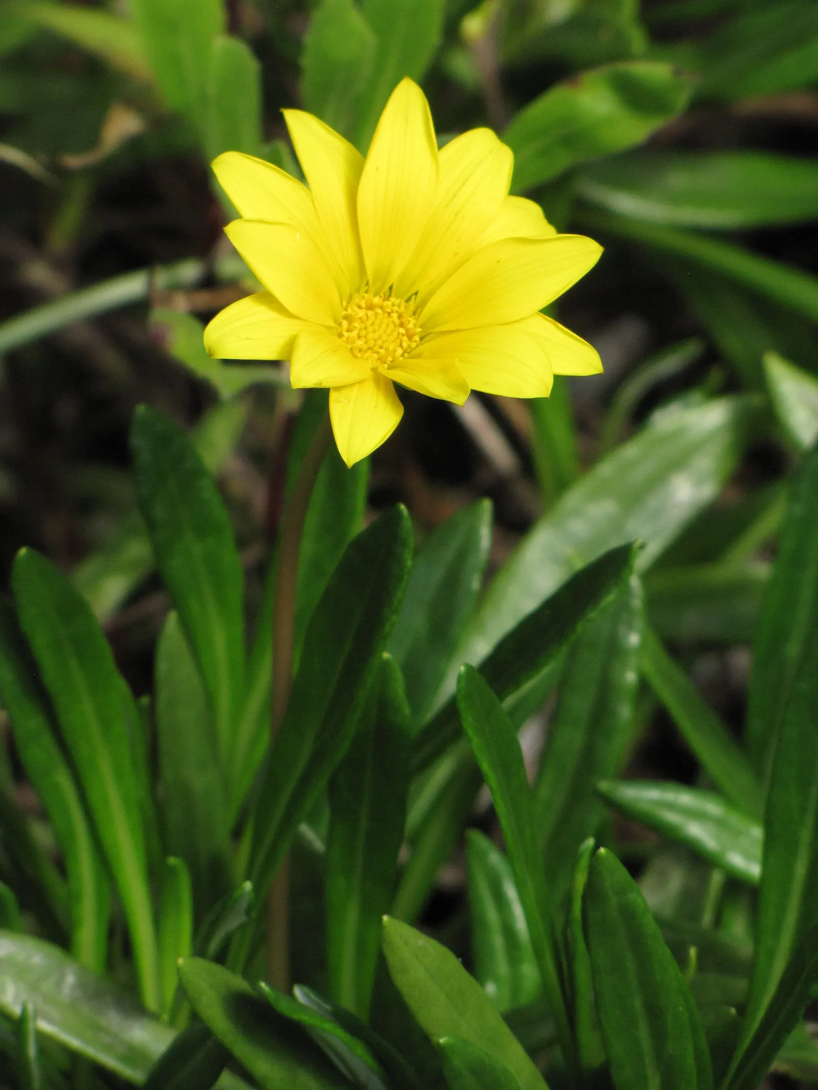 Trailing Gazania (Gazania Rigens Leucolaena) — although in milder climates year-round flowering may occur