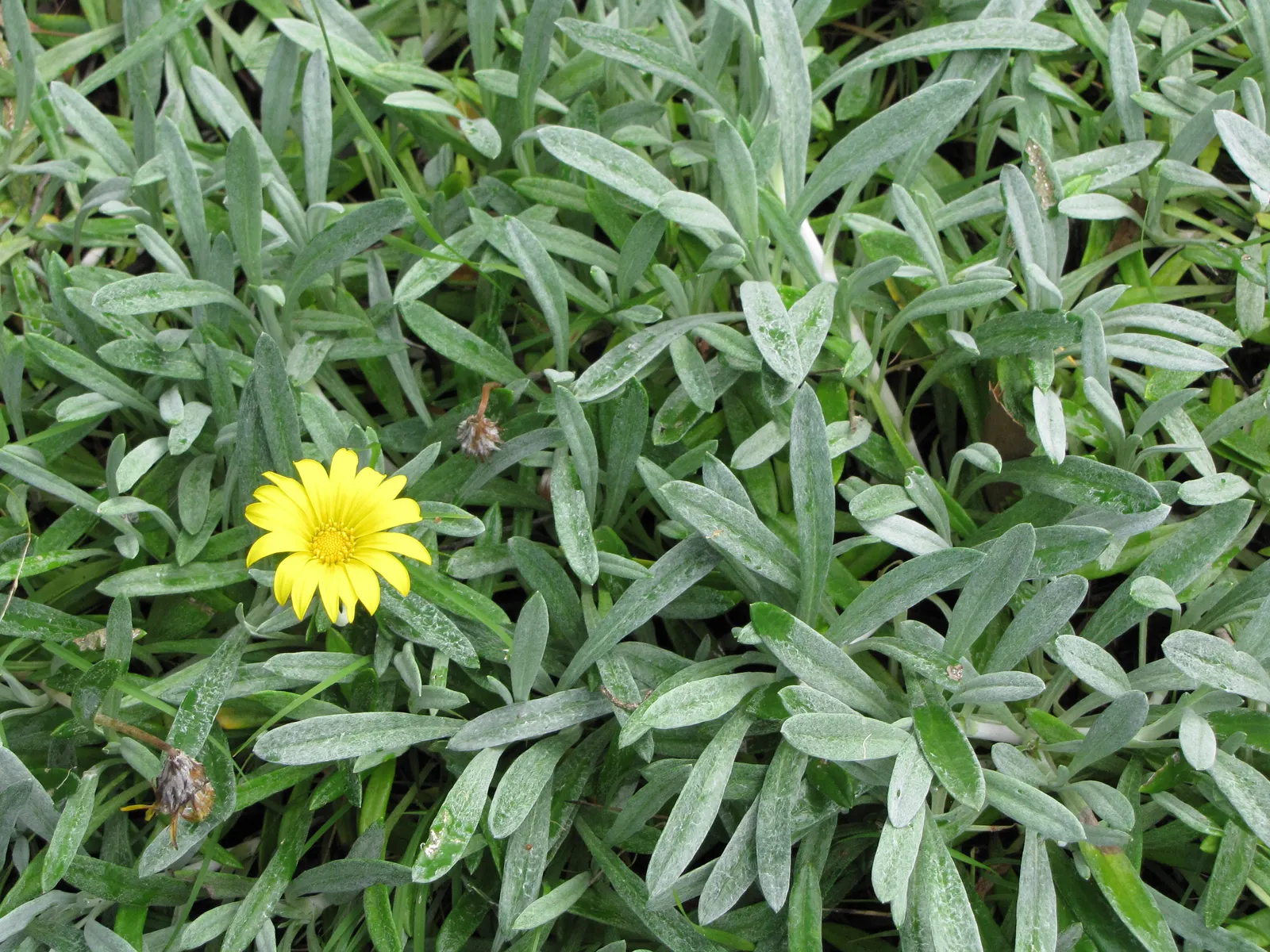 Trailing Gazania (Gazania Rigens Leucolaena) — a vibrant and robust perennial