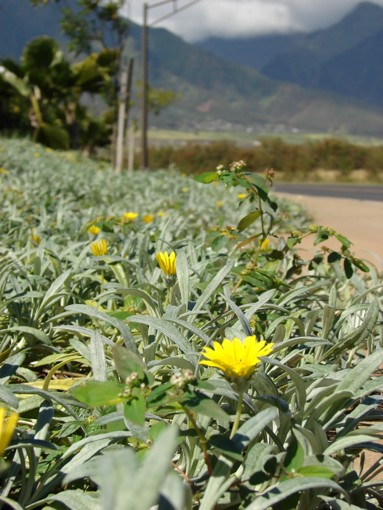 Trailing Gazania (Gazania Rigens Leucolaena) — it's ideal for adding a splash of color to rock gardens