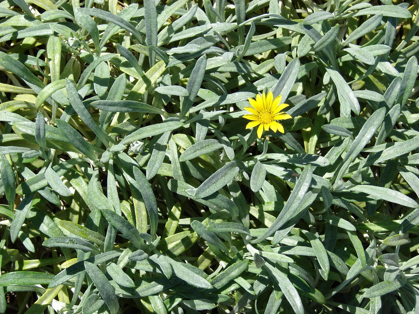 Trailing Gazania (Gazania Rigens Leucolaena) — Blooming mainly during the warmer months